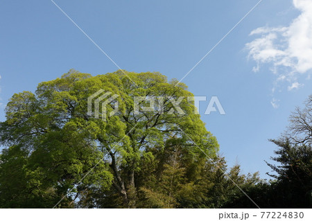 新緑の楠の大木 新緑の楠の大木 77224830