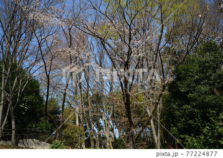 東高根森林公園のサクラたち 東高根森林公園のサクラたち 77224877