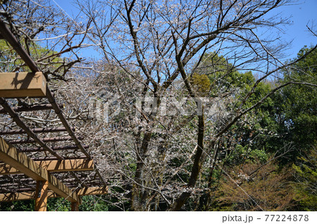 東高根森林公園のサクラたち 東高根森林公園のサクラたち 77224878