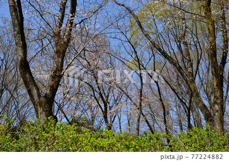東高根森林公園のサクラたち 東高根森林公園のサクラたち 77224882