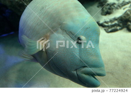 池袋サンシャイン水族館のメガネモチノウオ（ナポレオンフィッシュ） 77224924