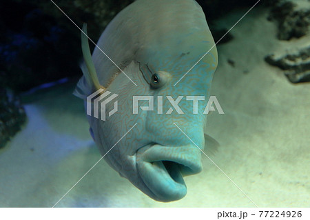 池袋サンシャイン水族館のメガネモチノウオ ナポレオンフィッシュ の写真素材