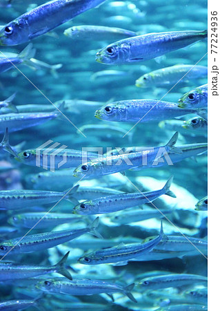 水族館の大水槽で群れを成して回遊するマイワシの魚群 77224936