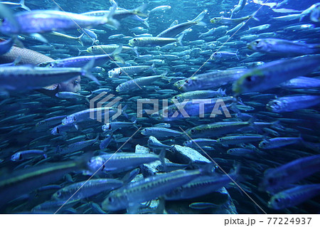 海中で巨大な渦を巻くマイワシの大群と神秘的なブルーの世界 77224937