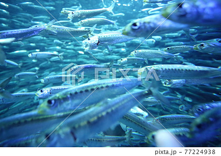 池袋サンシャイン水族館のイワシの群れ 77224938