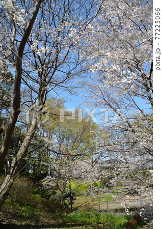 東高根森林公園のサクラたち 77225066
