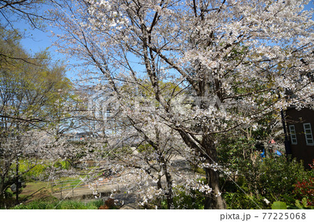 東高根森林公園のサクラたち 77225068