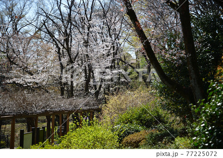 東高根森林公園のサクラたち 東高根森林公園のサクラたち 77225072