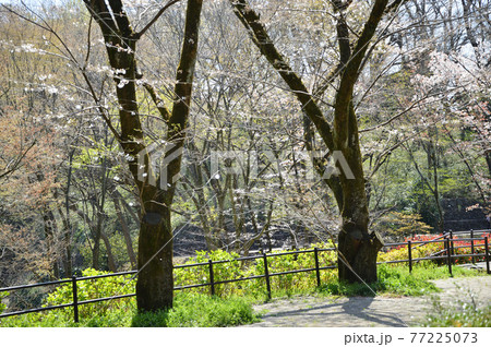 東高根森林公園のサクラたち 77225073
