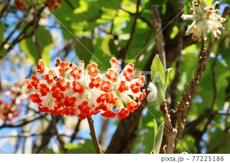 色鮮やかな満開のアカバナミツマタ(赤花三椏) 色鮮やかな満開のアカバナミツマタ(赤花三椏) 77225186