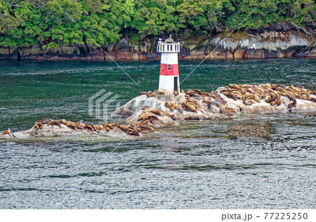 Lighthouse and sea lions on Quemada island - Beagle Channel Lighthouse and sea lions on Quemada island - Beagle Channel 77225250