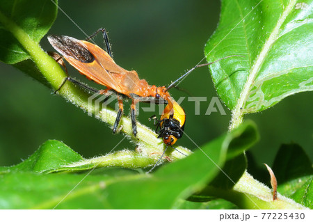 アカサシガメ（クロウリハムシを捕食中） 77225430
