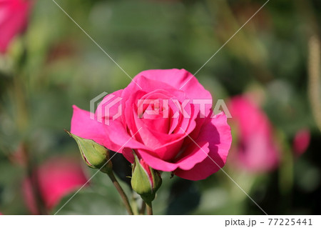 春の薔薇 春の薔薇 77225441