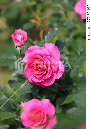 春の薔薇 春の薔薇 77225445