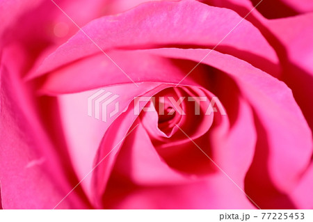 春の薔薇 春の薔薇 77225453