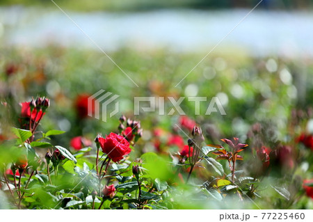 春の薔薇 77225460