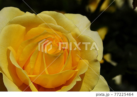 春の薔薇 77225464