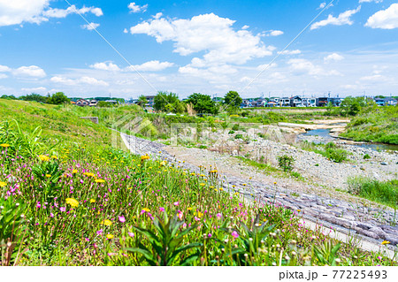 春の野花が咲く護岸沿いの住宅街の写真素材