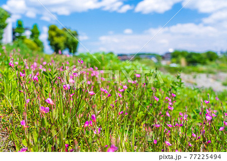 春の野花が咲く護岸沿いの住宅街 春の野花が咲く護岸沿いの住宅街 77225494