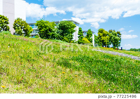 春の野花が咲く護岸沿いの住宅街の写真素材
