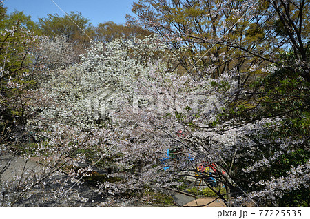 東高根森林公園のサクラたち 東高根森林公園のサクラたち 77225535