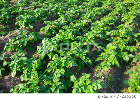 Potato sprouts on farm field on sunny day Potato sprouts on farm field on sunny day 77225550