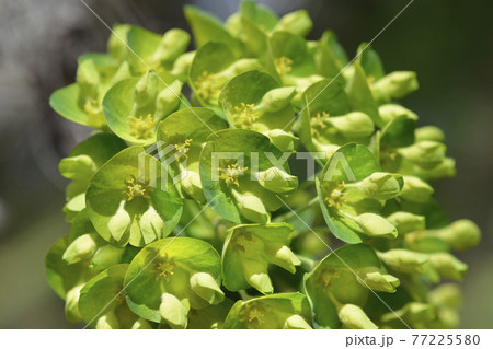 Wulfens spurge 77225580