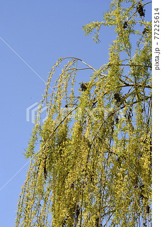 Golden Weeping Willow Golden Weeping Willow 77225614
