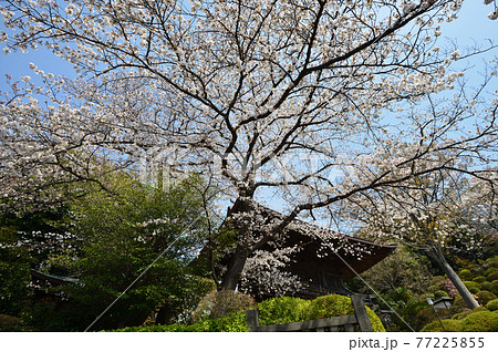 等覚院境内のソメイヨシノ 77225855