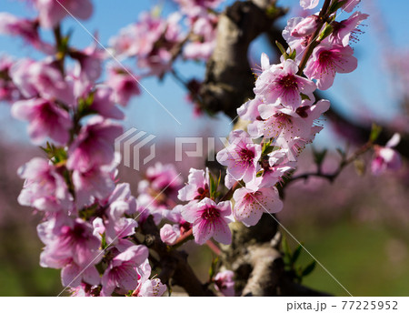 Pink peach flowers Pink peach flowers 77225952