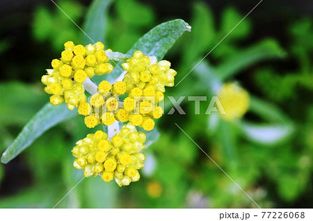 Hahakogusa 母子草 七種春季草藥之一 照片素材 圖片 圖庫