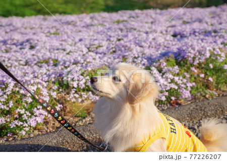 羊山公園を楽しむポメックス 77226207