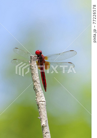 ショウジョウトンボ ショウジョウトンボ 77226578