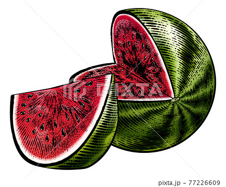 Watermelon Vintage Woodcut Engraved Style Drawing - Stock