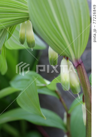 ナルコユリ・アマドコロの花 ナルコユリ・アマドコロの花 77226849
