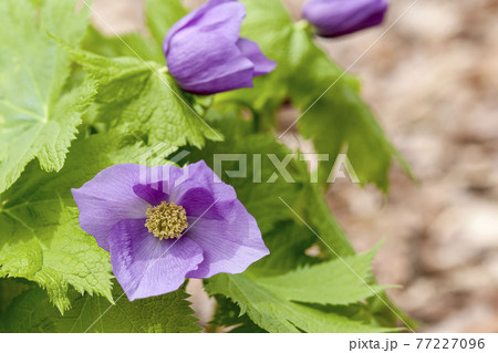 シラネアオイ 77227096