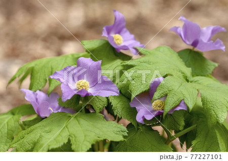 シラネアオイ 77227101