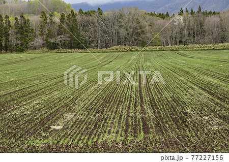 5月の北海道乙部町で芽が出始めた春まき小麦の畑の風景を撮影 5月の北海道乙部町で芽が出始めた春まき小麦の畑の風景を撮影 77227156