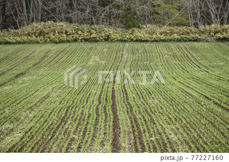 5月の北海道乙部町で芽が出始めた春まき小麦の畑の風景を撮影 5月の北海道乙部町で芽が出始めた春まき小麦の畑の風景を撮影 77227160