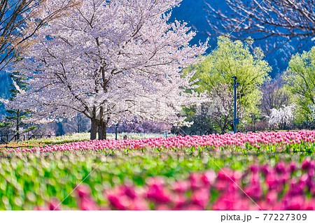 国営アルプスあづみの公園の春 国営アルプスあづみの公園の春 77227309