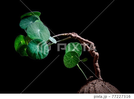 studio shot of  Stephania erecta Craib against dark background 77227316
