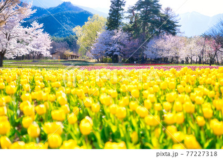国営アルプスあづみの公園の春 国営アルプスあづみの公園の春 77227318