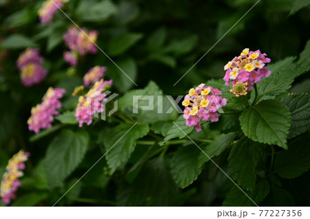 ランタナの花 並木状態の写真素材