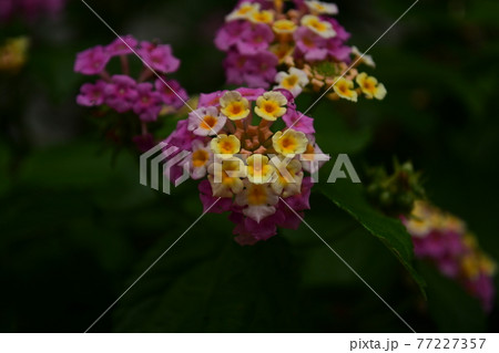 ランタナの花 アップ ランタナの花 アップ 77227357