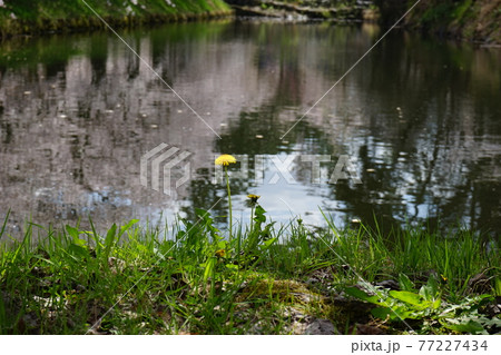 桜の名所　弘前公園 タンポポ 77227434