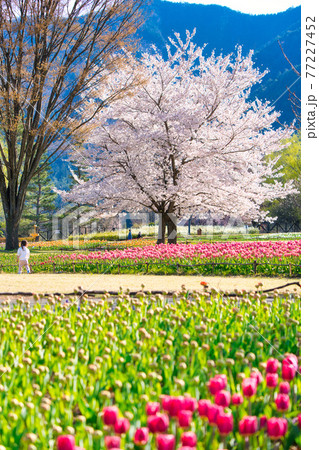 国営アルプスあづみの公園の春 国営アルプスあづみの公園の春 77227452