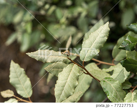 葉っぱの上の尺取り虫 77227753
