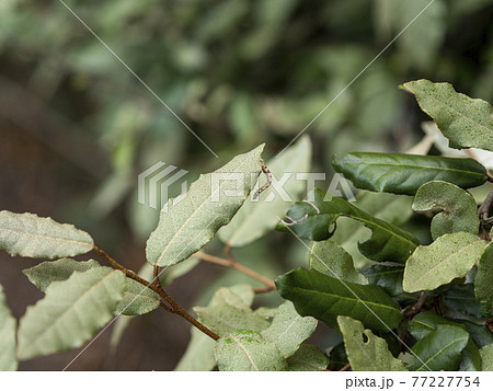 葉っぱの上の尺取り虫 葉っぱの上の尺取り虫 77227754