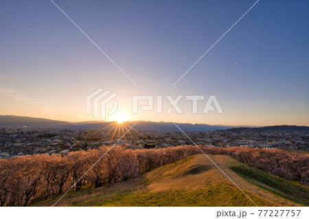 夕刻の、弘法山古墳の桜 77227757