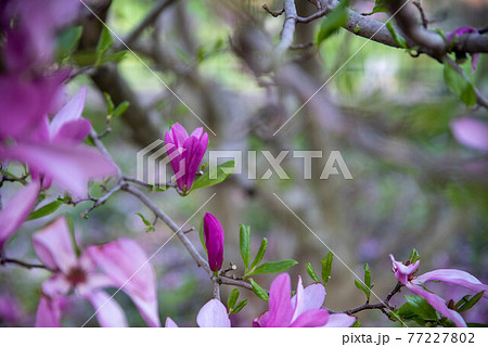 Magnolia tree flowering bud abstract closeup Magnolia tree flowering bud abstract closeup 77227802